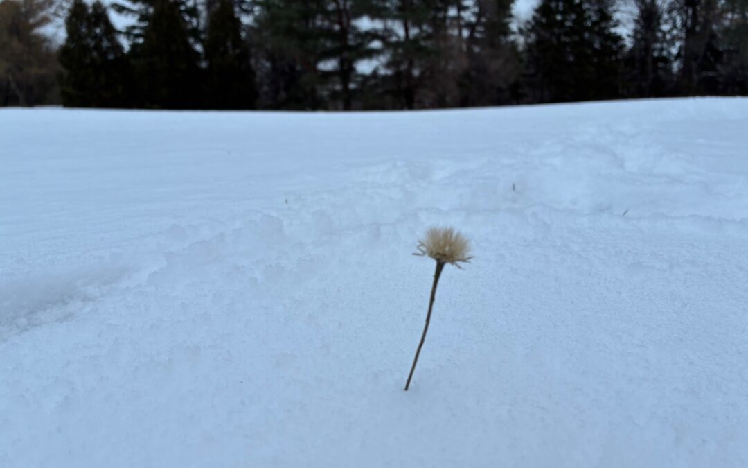 Por una curaduría de nuestra imaginación